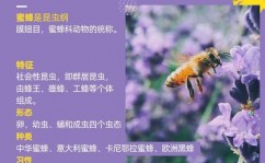 bee go,Bee Go——探究蜜蜂国际的美妙之旅