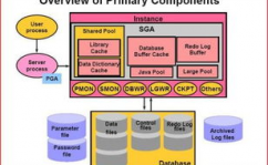 oracle什么意思,从古希腊神谕到现代技能巨子