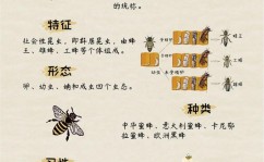 bee go,Bee Go——探究蜜蜂国际的美妙之旅