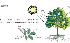 vue和jquery差异,规划理念