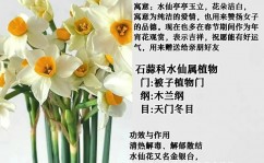 python水仙花数,什么是水仙花数？