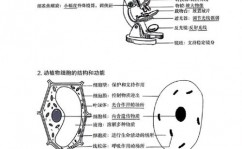 c言语结构体初始化