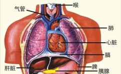 go结构体, 结构体的根本概念